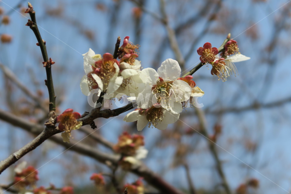순매원,매화,flower,plumblossom,매화축제,꽃,식물,양산,원동,매실,매실나무,하얀,plants