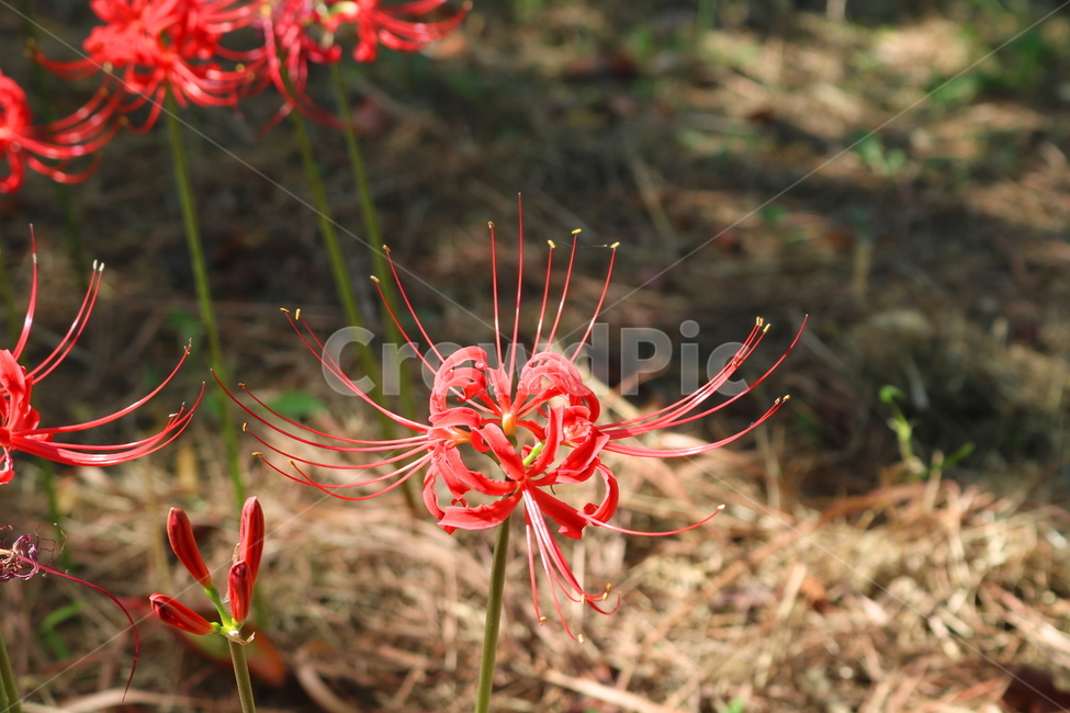 꽃,꽃무릇,수선화과,식물,자연,붉은상사화,붉은색꽃,식물,자연,plants,nature,꽃,flower