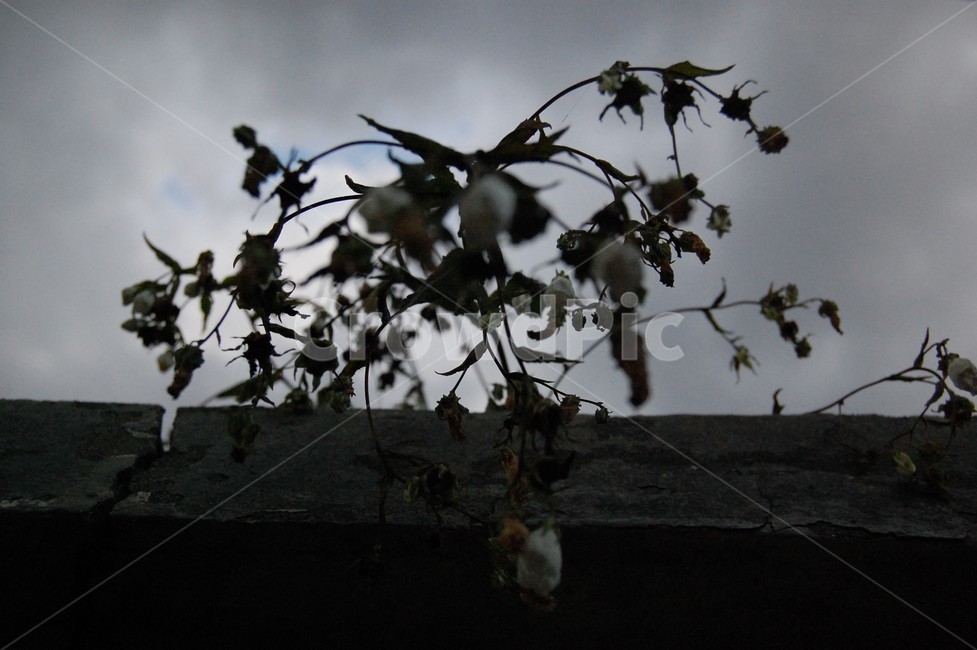 들꽃,꽃,flower,leaf,plant,식물,잎