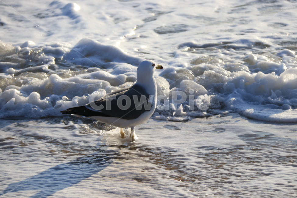 자연,바다,을왕리,파도,bird,새,animal,동물,seagull,갈매기,동물,animal,조류,새,birds