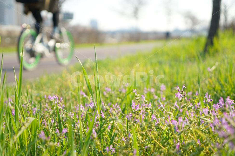 자전거,운동,공원,산책,bicycle,wheel,식물,plant,잔디,grass,bike,vehicle,차량,여름,푸릇,풋풋,초록,그린,녹색,야외,자연,스포츠,레저,운동,sports,leisure,exercise