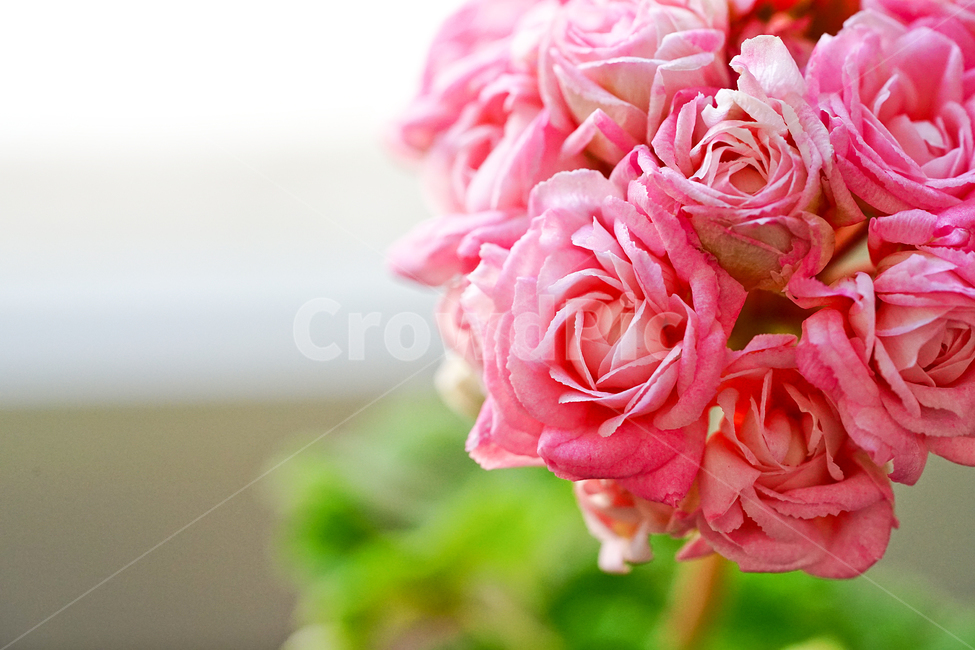 꽃,플라워,화분,flower,식물,생명,생물,감성,접사,색감,컬러,식물,자연,plants,nature,꽃,flower,색깔,색상,색채,색감,color sense,color sensitivity,feeling of color
