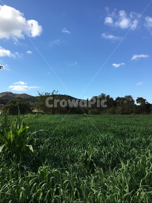 nature,자연,outdoors,옥외,field,들,grassland,목초지