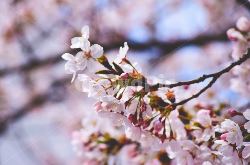 봄,벚꽃,꽃,분홍,핑크,봄,계절,spring,season,식물,자연,plants,nature,꽃,flower,감성,sensible,feeling,plant,blossom,cherry blossom