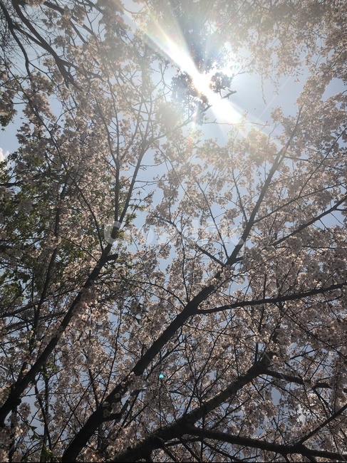 벚꽃,벚꽃나무,나무,하늘,봄