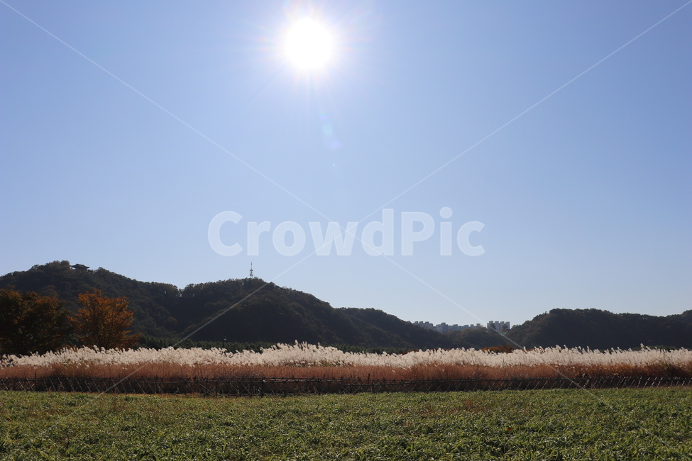 자연,field,grassland,태화강,울산,들,목초지,outdoors,옥외,flare,light,빛,자연,풍경,nature,landscape