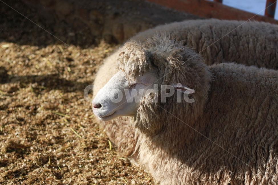 동물,mammal,포유류,sheep,양,animal,동물,animal,포유류,mammal