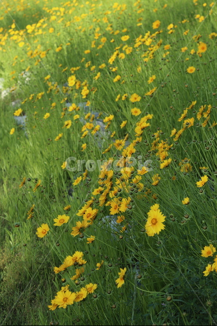 금계국,노랑,봄,풍경,아침,빛,식물,자연,plants,nature,꽃,flower