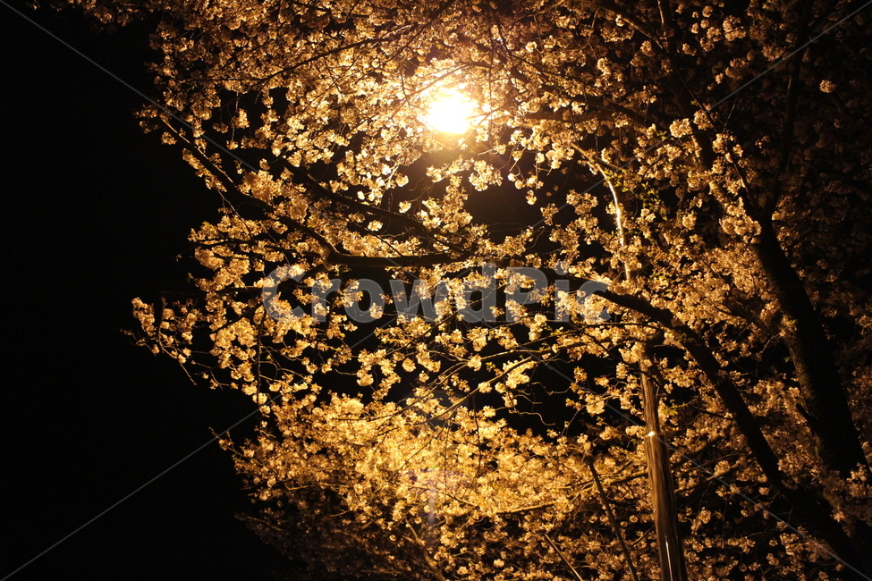 봄,밤,벚꽃,봄꽃,벚꽃놀이,봄,계절,spring,season,야경,밤,풍경,nightscape,night,landscape,light,빛,flare,플레어