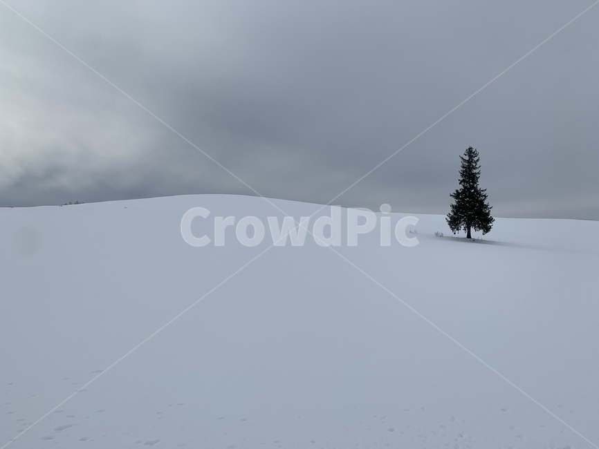 눈,tree,snow,눈길,외로움,고독,하나,풍경,자연,nature,sadness