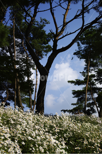 나무,숲,구절초,꽃,풍경,식물,flower,plant,tree,tree trunk,나무 줄기