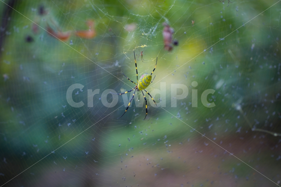 거미,spider,곤충,동물,거미줄,일상,스냅사진,스냅,6d,사무엘2,접사,동물,animal,곤충,벌레,insect,bug