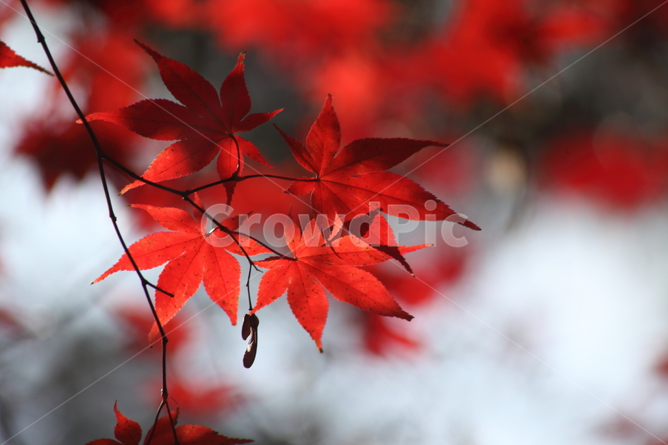 단풍,단풍나무,엽록소,가을,redleaves,가을,계절,fall,autumn,season,식물,자연,plants,nature,leaf,잎,plant,tree,나무