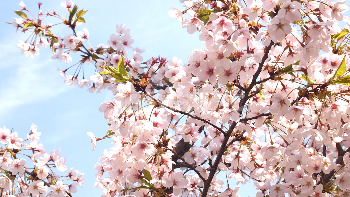 plant,식물,flower,꽃,blossom,벚꽃,벚나무,cherryblossoms,꽃나무,봄꽃,봄,계절,spring,season,식물,자연,plants,nature,꽃,flower
