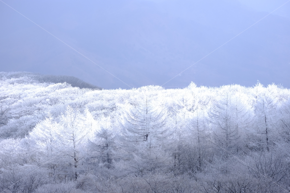 상고대,눈꽃,눈,겨울산,겨울눈꽃,겨울,계절,winter,season,자연,풍경,nature,landscape