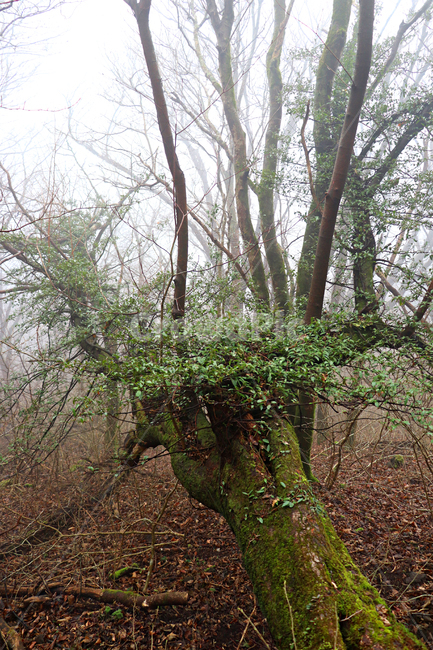 안개,나무,tree,plant,식물,treetrunk,나무줄기,자연,숲
