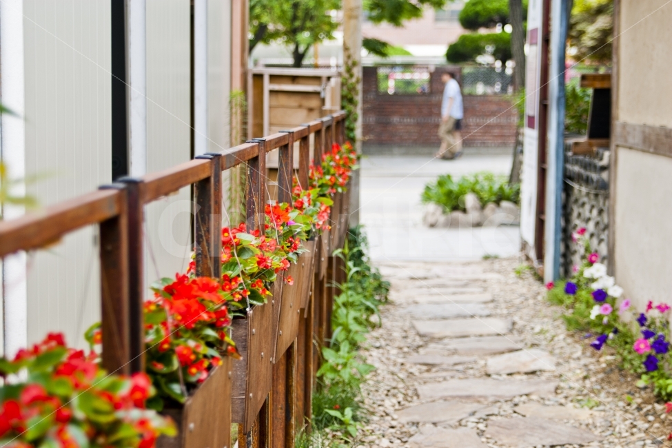 봄,꽃,꽃길,동네,봄꽃,자연,길,골목,식물,자연,plants,nature,꽃,flower