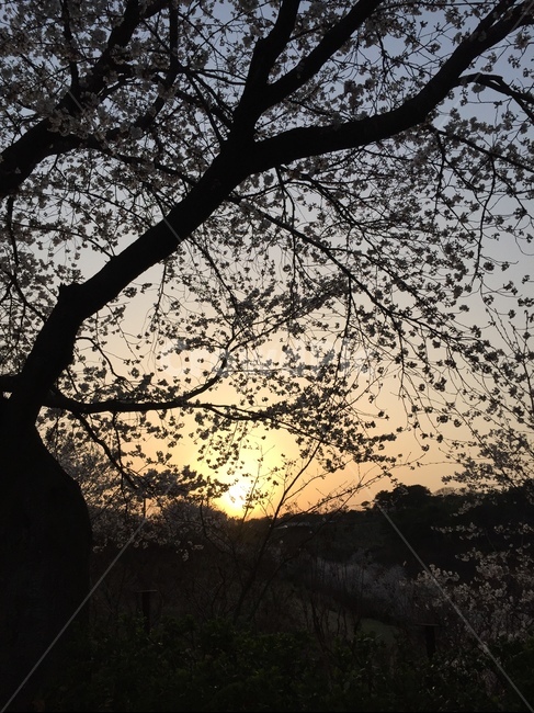 해질녘,노을,나무,풍경,자연,봄,벚꽃,봄,계절,spring,season,자연,풍경,nature,landscape,식물,plants,나무,trees,wood,silhouette,실루엣