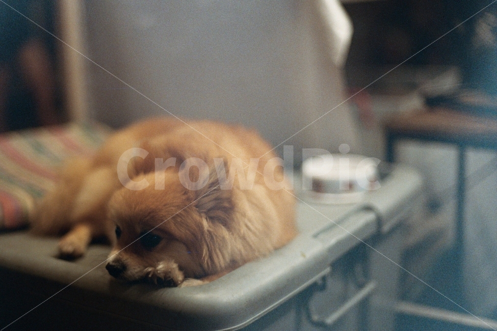 강아지,반려견,개,필름카메라,필름사진,동물,animal,포유류,mammal,개,강아지,dog,doggy,감성,sensible,feeling