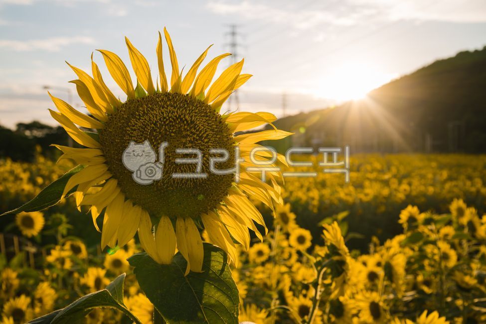 해바라기,해바라기꽃,해바라기꽃밭,해바라기밭,해라바리풍경,plant,식물,flower,꽃,sunflower,식물,자연,plants,nature,꽃,flower
