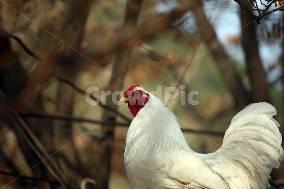 닭,암탉,새,꼬꼬,흰색닭,동물,animal,조류,새,birds