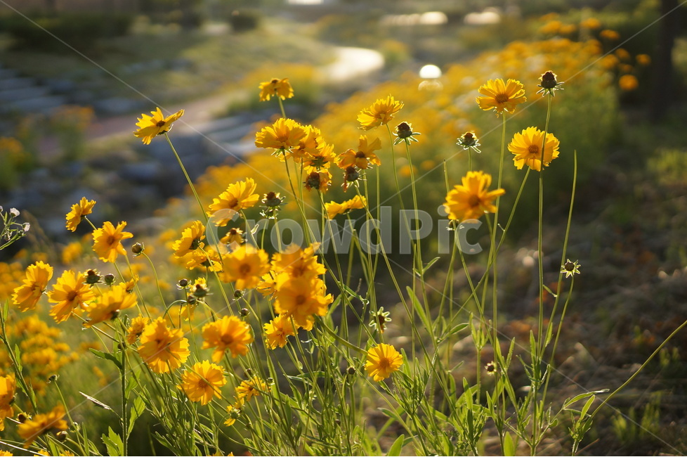 금계국,꽃,노랑,햇살,빛,오후,식물,자연,plants,nature,꽃,flower