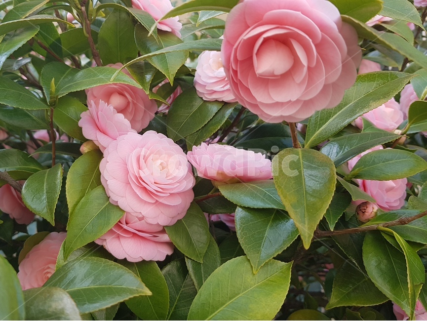 동백,꽃,핑크,분홍,봄,flower,식물,자연,plants,nature,꽃,flower