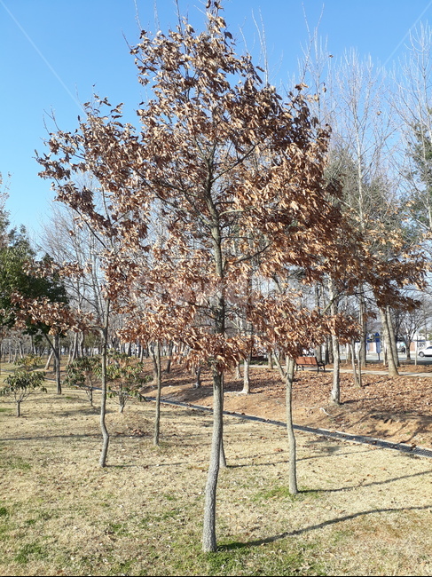 마른나무,tree,plant,식물,겨울,가을