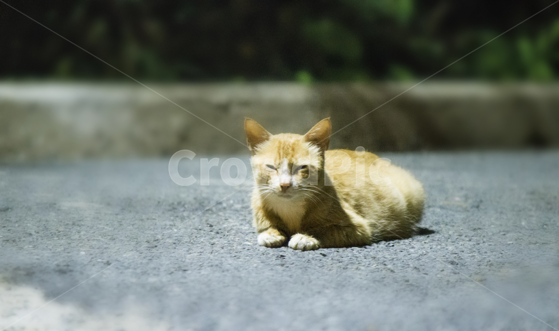 고양이,집사,길고양이,동물,냥이,동물,animal,포유류,mammal,고양이,cat,kitten,kitty