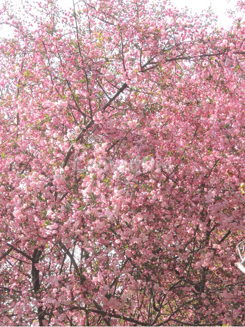 봄,벚꽃,꽃잎,겹벚꽃,핑크,계절,나뭇가지,하늘,자연,park,spring,cherryblossom,season,branch,bloom,nature,tree,flower,floral,outdoor,petal,blossom,sakura,pink,봄,계절,spring,season,식물,자연,plants,nature,꽃,flower,plant,cherry blossom