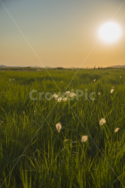 풍경,노을,저녁,수섬,출사,자연,풍경,nature,landscape,감성,sensible,feeling,field,들,outdoors,옥외,grassland,목초지,grass,잔디,plant,식물