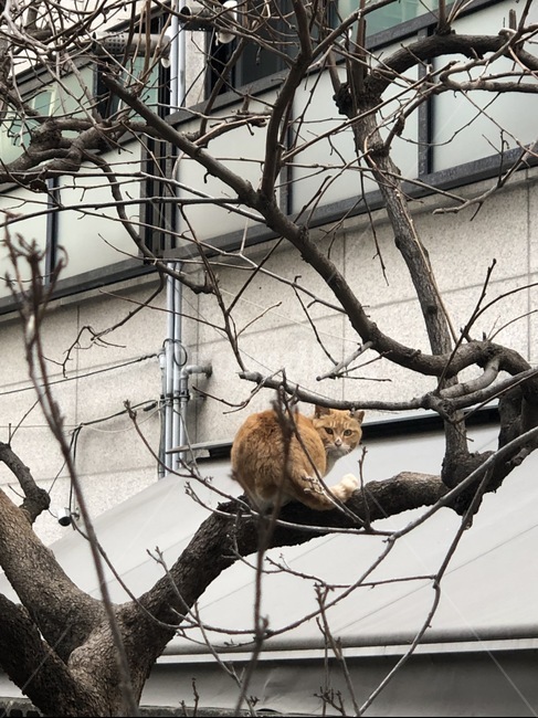 고양이,길고양이,cat,나무,코리안쇼콧