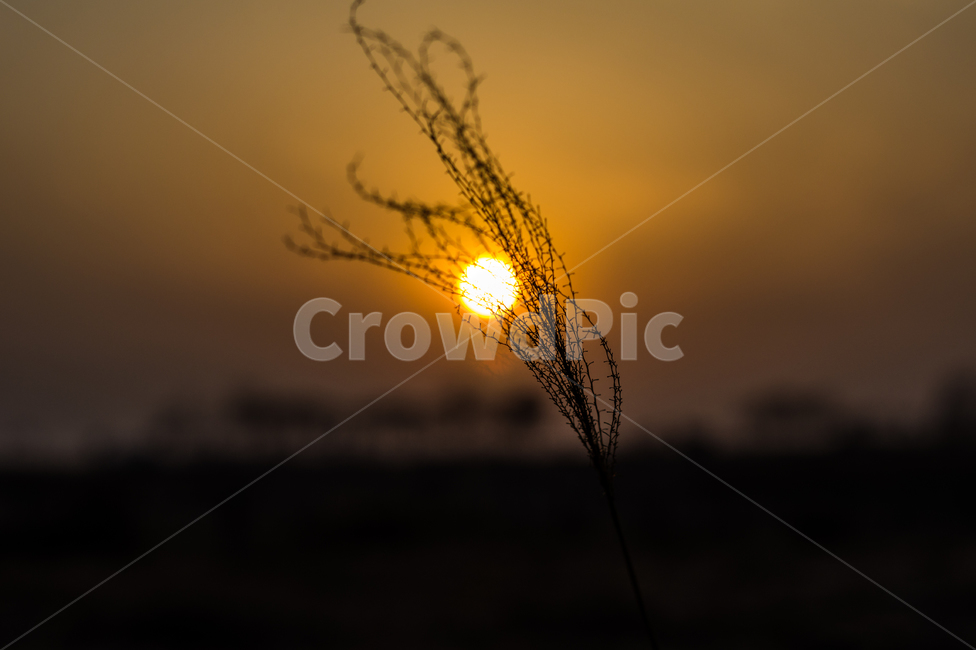 노을,해질녘,일몰,역광,풍경,sunest,landscape,light,빛,flare,플레어,plant,식물,sunlight,햇빛,태양,갈대,억새,식물,자연,plants,nature