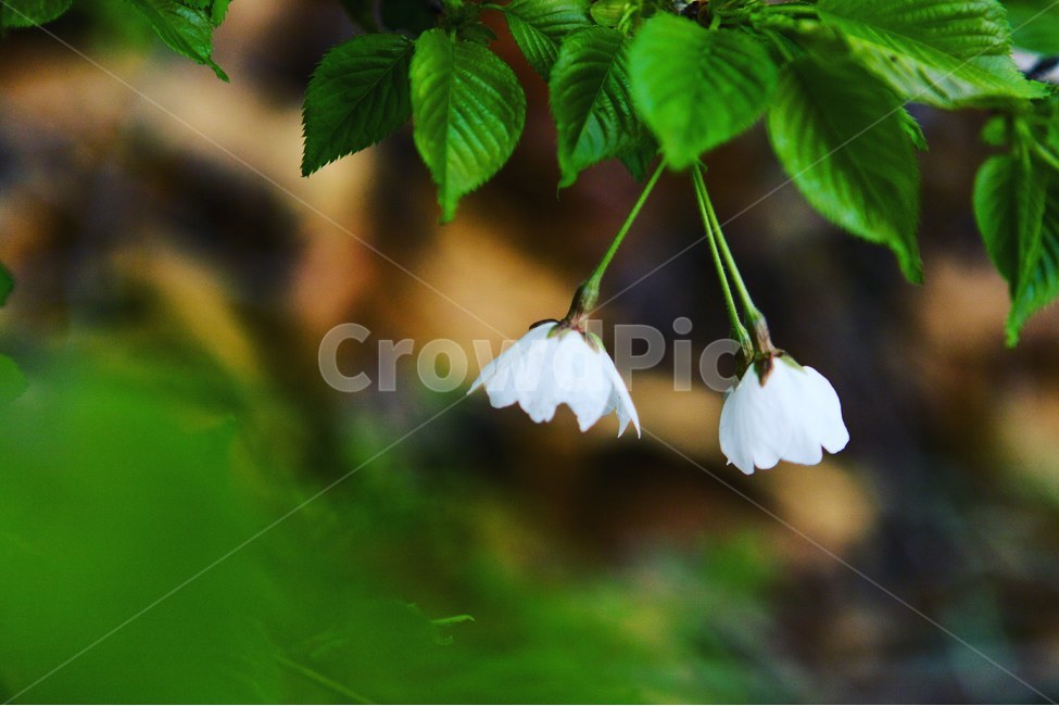 봄,꽃,벚꽃,벚꽃길,초록,봄,계절,spring,season,식물,자연,plants,nature,꽃,flower,plant