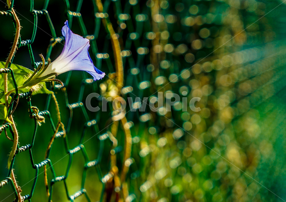 나팔꽃,꽃,들꽃,야생화,넝쿨,식물,자연,식물,자연,plants,nature,꽃,flower