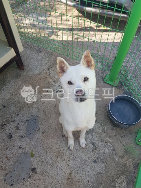 시골,개,강아지,백구,진돗개,기다림,눈싸움