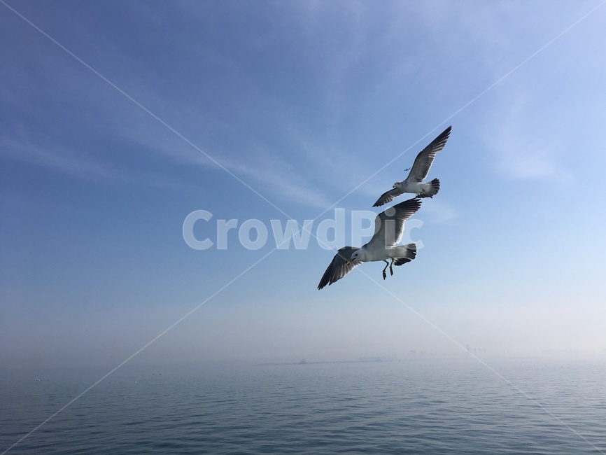 바다,갈매기,하늘,섬나들이,화창한날,동물,animal,조류,새,birds