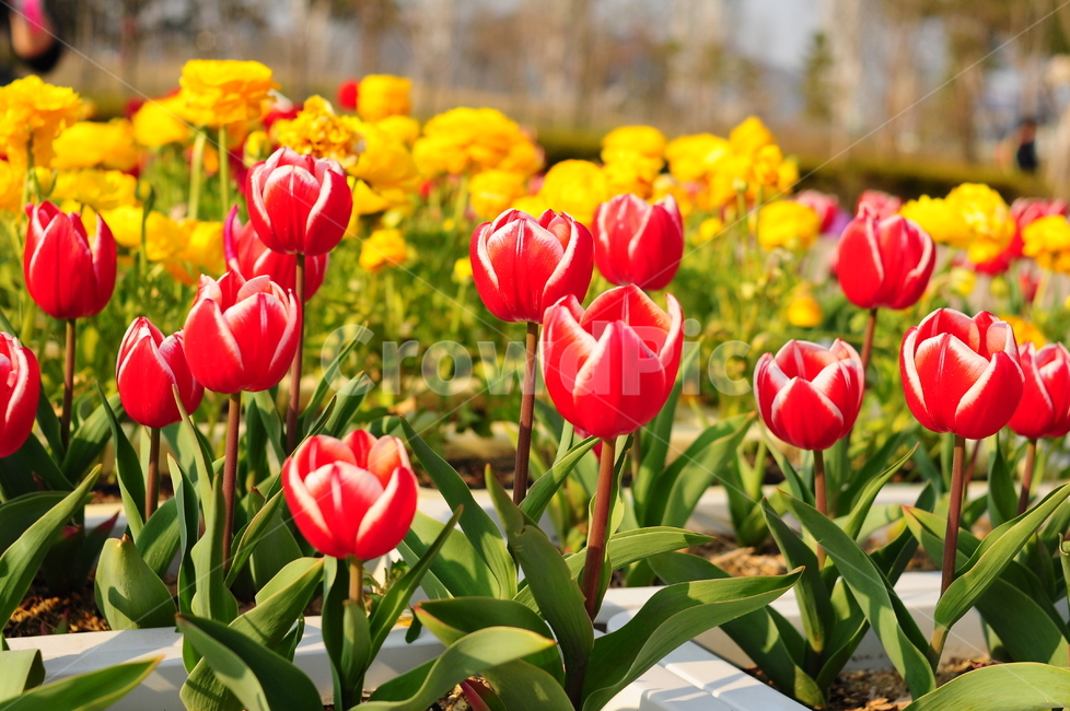 튤립,꽃,봄꽃,봄,튤립꽃,화단,식물,자연,plants,nature,꽃,flower