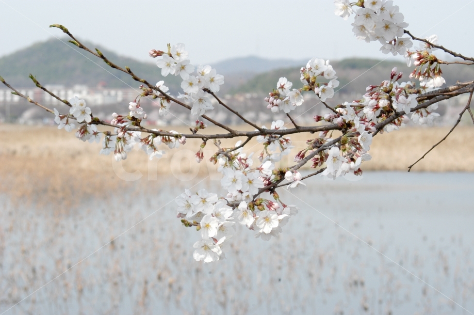 벚꽃,나무,봄,꽃,나들이,피크닉,출사,식물,자연,plants,nature,봄,계절,spring,season,꽃,flower,plant,blossom