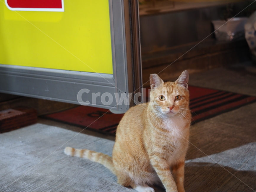 고양이,길냥이,cat,동물,스냅,동물,animal,포유류,mammal,고양이,cat,kitten,kitty