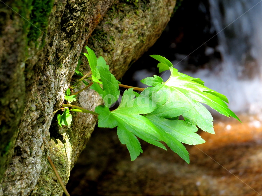물,호수,식물,풍경,산,식물,자연,plants,nature