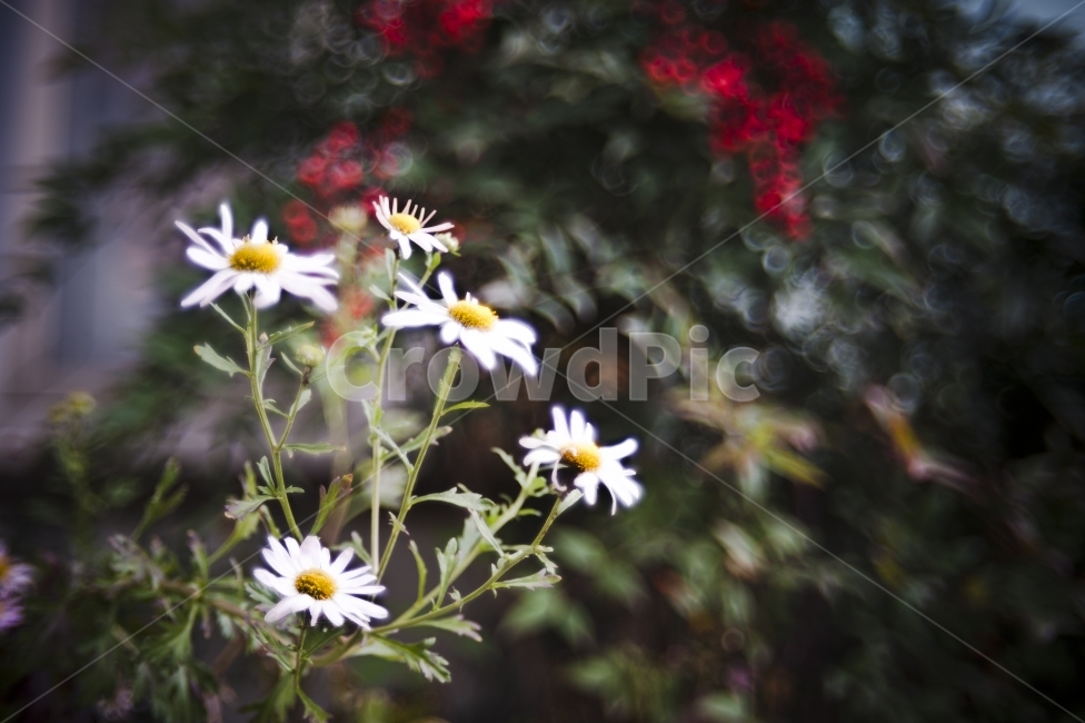 꽃,식물,보케,bokeh,flower,식물,자연,plants,nature,꽃,flower,감성,sensible,feeling
