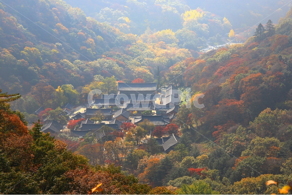 architecture,건축물,building,건물,shrine,신사,outdoors,옥외,scenery,풍경,nature,자연,landscape,경치,나무,plant,식물,leaf,잎,tree,maple,단풍,장성,백양사,백양사가을,가을,계절,추색,만추,백양사전경,가을,계절,fall,autumn,season