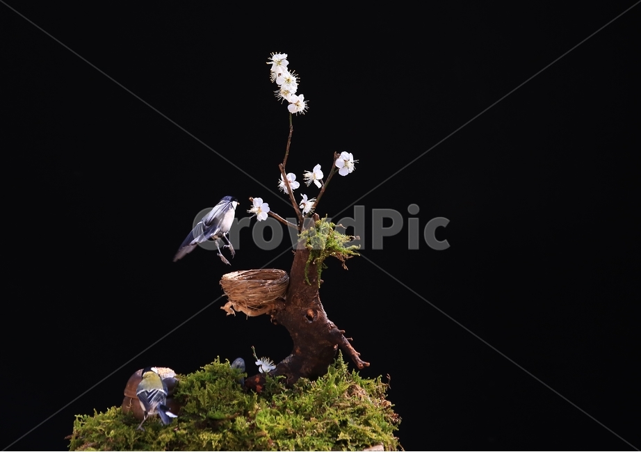 jar,항아리,pottery,도기류,pottedplant,화분,animal,동물,bird,새,plant,식물,tree,나무,새집,이끼,동박새,매화나무,매화,식물,자연,plants,nature,꽃,flower,동물,animal,조류,새,birds