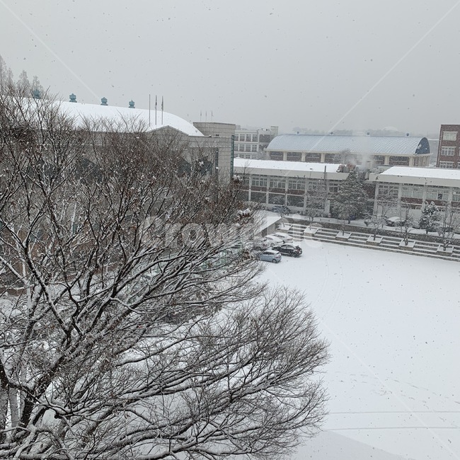 눈,나무,겨울,창가,운동장,고등학교