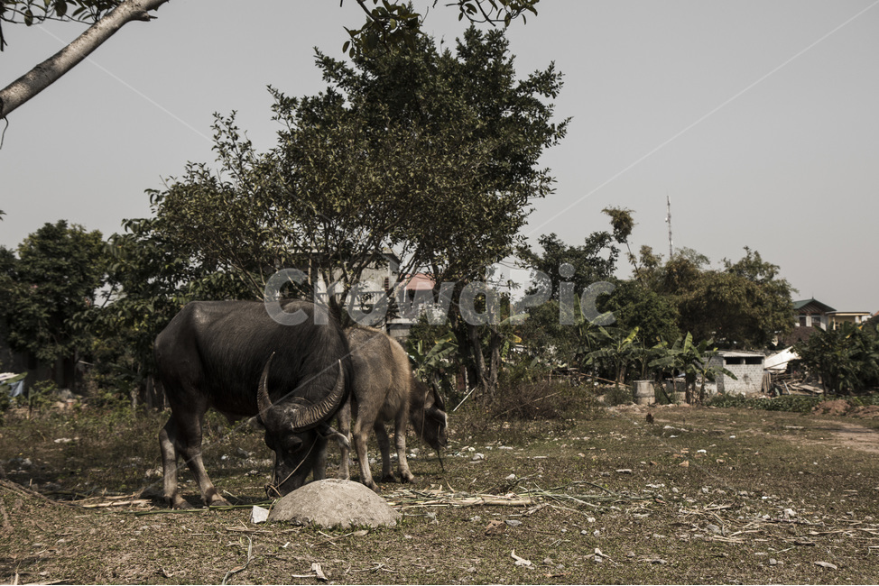쓸쓸함,동물,자연,소,흐린날,animal,cow,동물,animal,포유류,mammal
