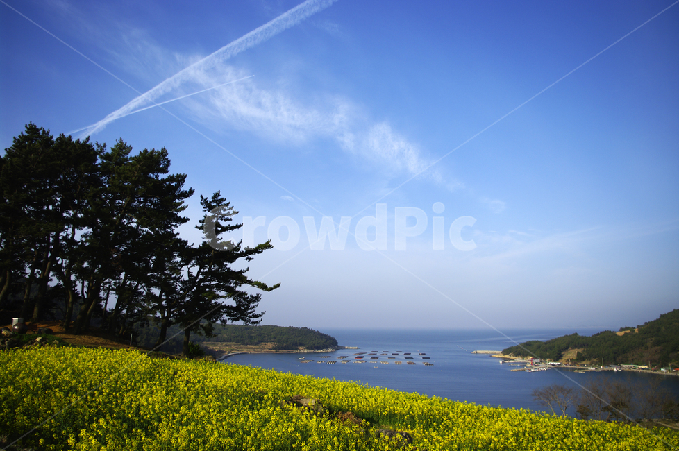 유채꽃,꽃밭,꽃,flower,계절,봄,spring,하늘,구름,풍경,바다,나무,청산도,봄,계절,spring,season,자연,풍경,nature,landscape,한국자연풍경,한국자연경관,korea nature landscape,outdoors,옥외,field,들,grassland,목초지,rural,농촌,farm,농장,meadow