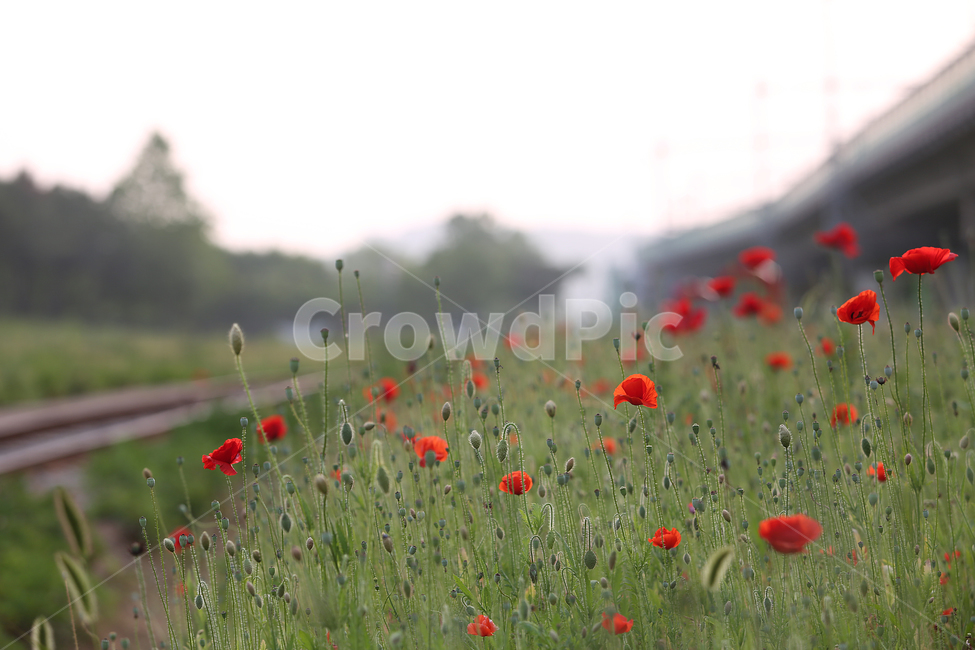 꽃,꽃양귀비,양귀비,빨강,고잔역,flower,red,fieldpoppy,식물,자연,plants,nature,꽃,flower