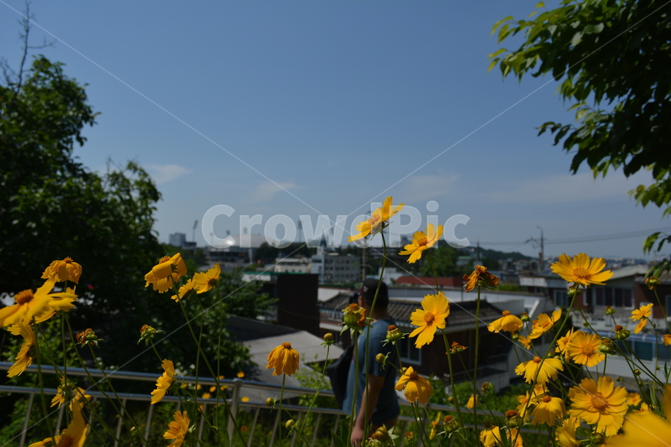꽃,하늘,여름,노란색,flower