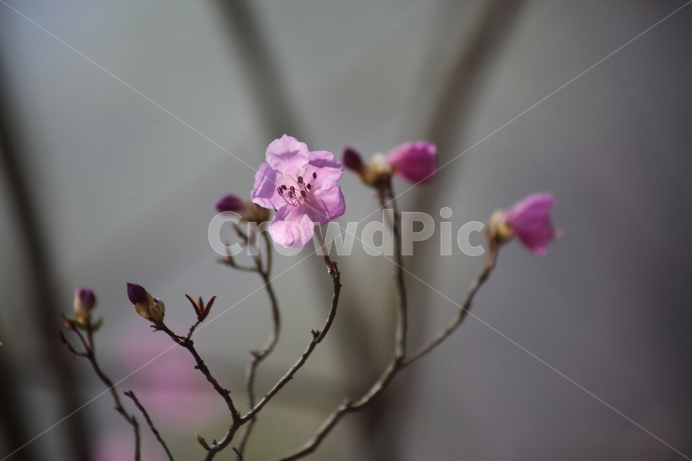 진달래,꽃,두견화,koreanrosebay,봄,봄,계절,spring,season,식물,자연,plants,nature,꽃,flower,blossom,geranium,제라늄,plant